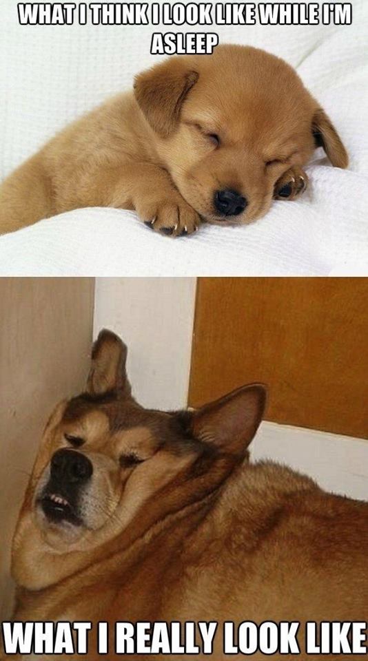 Puppy Sleeping Vs Lazy Old Dog Sleeping Meme