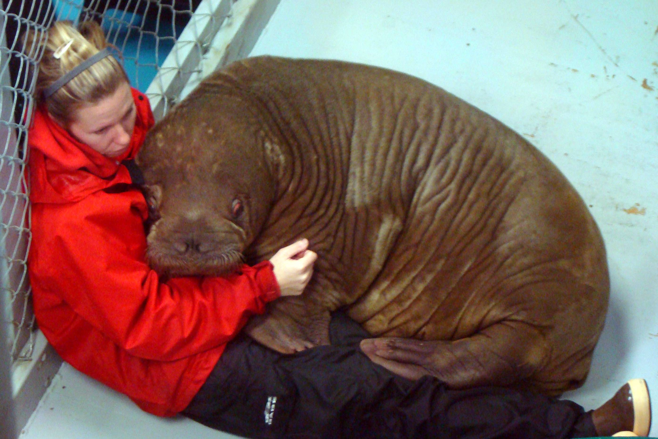 Baby Walrus Gets a Little Scared At The Marine Wildlife Park