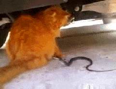 Snake-Gets-Trolled-By-a-Lazy-Cat-Playing-With-Its-Tail.gif