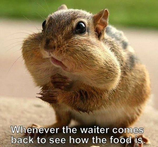 The-Waiter-Always-Checks-How-The-Food-Is-When-Your-Face-Is-Stuffed-Full-Of-It.jpg