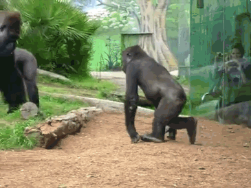 http://sadmoment.com/wp-content/uploads/2014/04/Young-Gorilla-Gets-Put-In-Its-Place-After-Disobeying-Using-Pocket-Sand-On-Its-Elder.gif