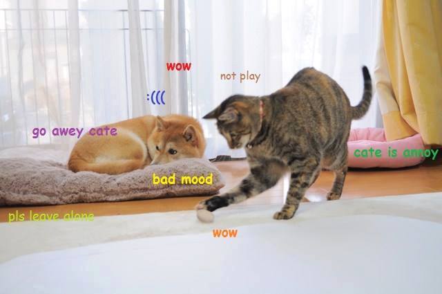 Doge Meme In Bad Mood, Leave Alone, Cat Is Annoy