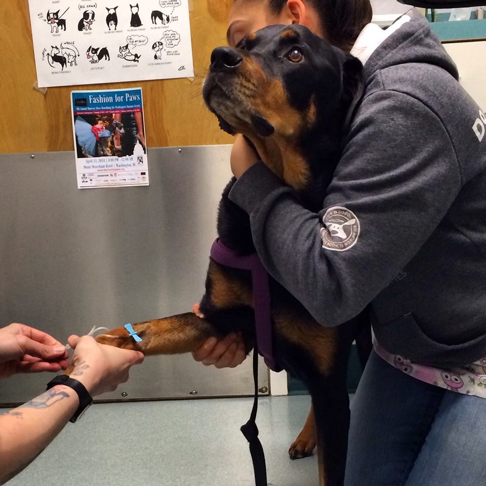 Rottweiler Being a Brave Boy While Getting a Shot At The