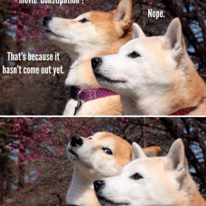 Shiba Doge Makes a Joke About Constipation With Movies